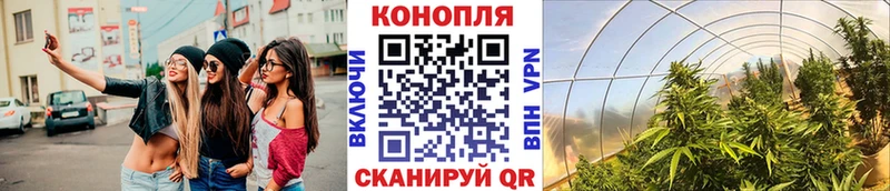 Бошки марихуана конопля Кириши